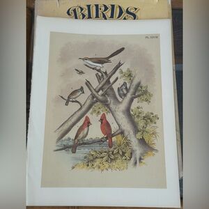 Vintage Bird Ornithological Botanical Print